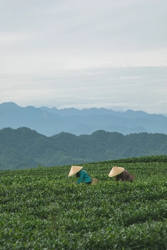 雅安茶文化探秘:从千年蒙顶山茶到春季采茶体验 来不来雅安喝茶?回答我!