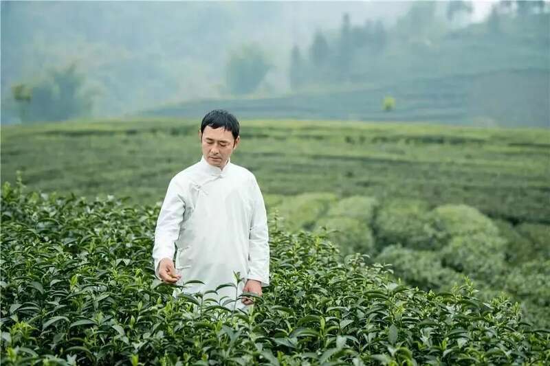 雅安茶文化探秘:从千年蒙顶山茶到春季采茶体验 来不来雅安喝茶?回答我!
