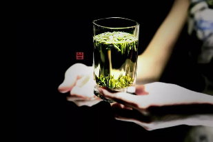 雅安茶文化探秘:从千年蒙顶山茶到春季采茶体验 来不来雅安喝茶?回答我!