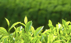 雅安茶文化探秘:从千年蒙顶山茶到春季采茶体验 来不来雅安喝茶?回答我!