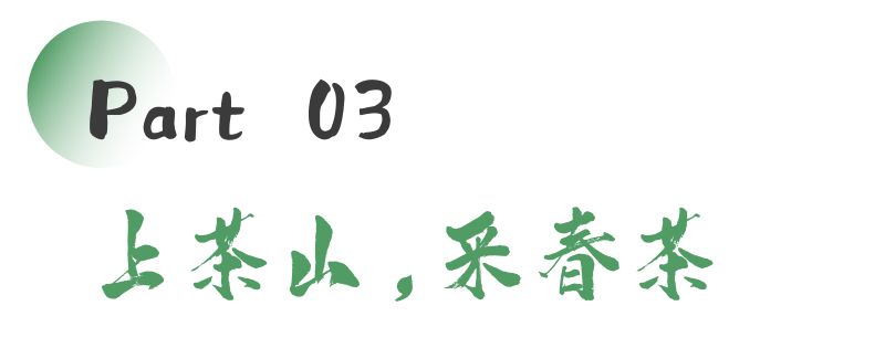雅安茶文化探秘:从千年蒙顶山茶到春季采茶体验 来不来雅安喝茶?回答我!