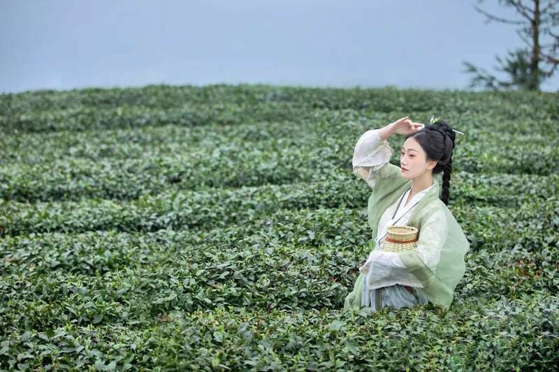 雅安茶文化探秘:从千年蒙顶山茶到春季采茶体验 来不来雅安喝茶?回答我!