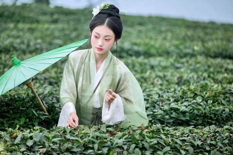 雅安茶文化探秘:从千年蒙顶山茶到春季采茶体验 来不来雅安喝茶?回答我!