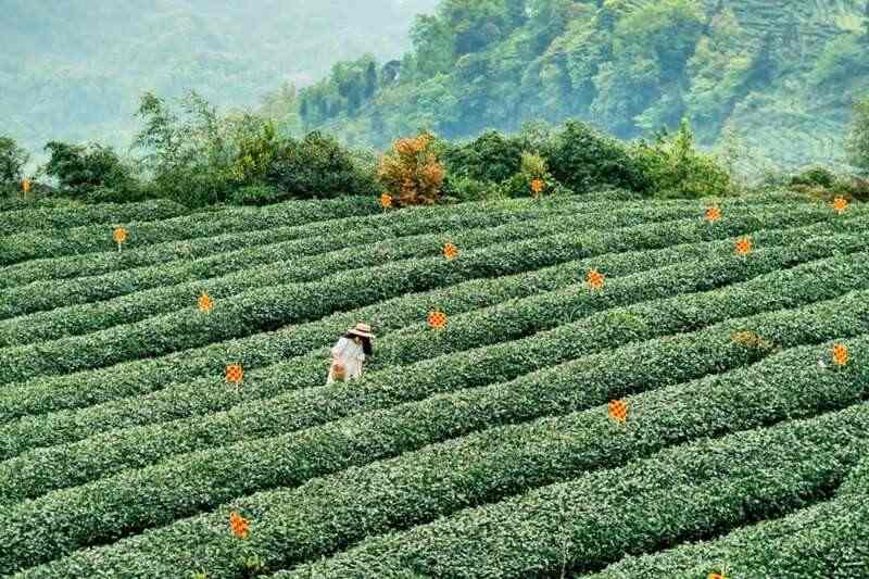 雅安茶文化探秘:从千年蒙顶山茶到春季采茶体验 来不来雅安喝茶?回答我!