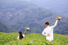 雅安茶文化探秘:从千年蒙顶山茶到春季采茶体验 来不来雅安喝茶?回答我!
