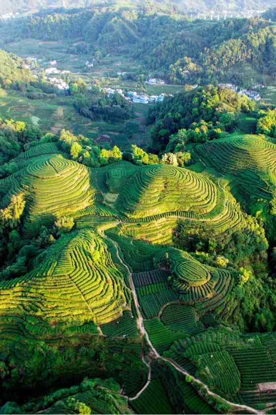 雅安茶文化探秘:从千年蒙顶山茶到春季采茶体验 来不来雅安喝茶?回答我!