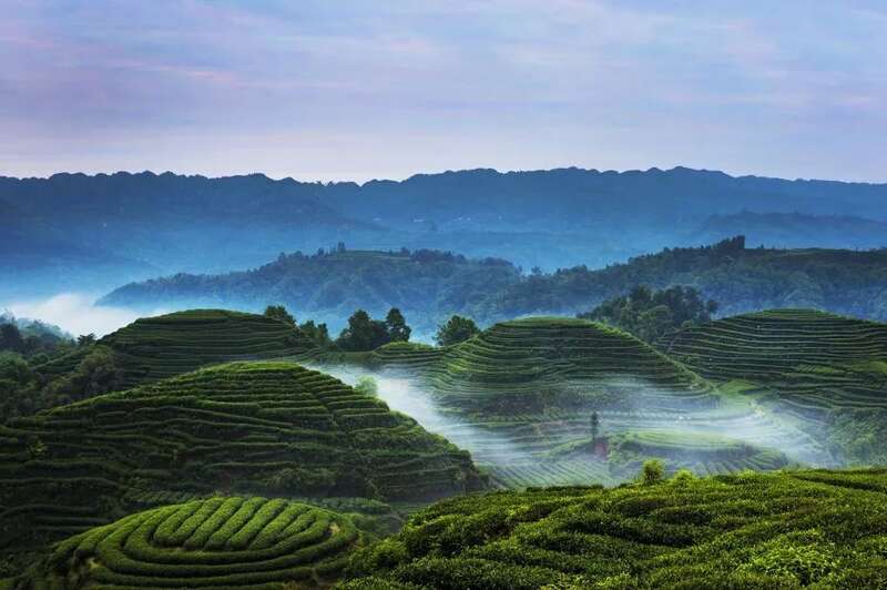 雅安茶文化探秘:从千年蒙顶山茶到春季采茶体验 来不来雅安喝茶?回答我!