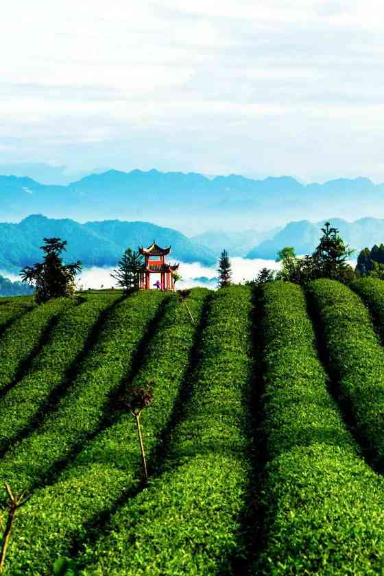 雅安茶文化探秘:从千年蒙顶山茶到春季采茶体验 来不来雅安喝茶?回答我!