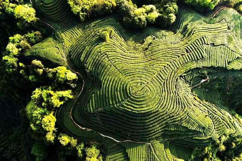雅安茶文化探秘:从千年蒙顶山茶到春季采茶体验 来不来雅安喝茶?回答我!