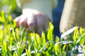雅安茶文化探秘：从千年蒙顶山茶到春季采茶体验