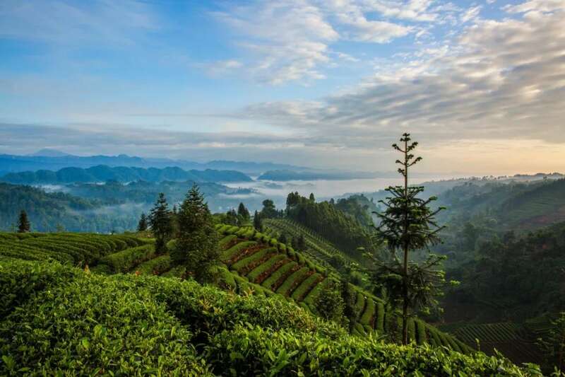 雅安茶文化探秘:从千年蒙顶山茶到春季采茶体验 来不来雅安喝茶?回答我!