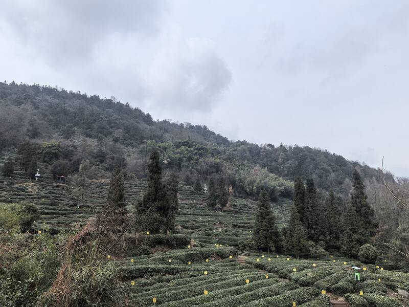 非遗技艺：指尖上的“黄芽密码”