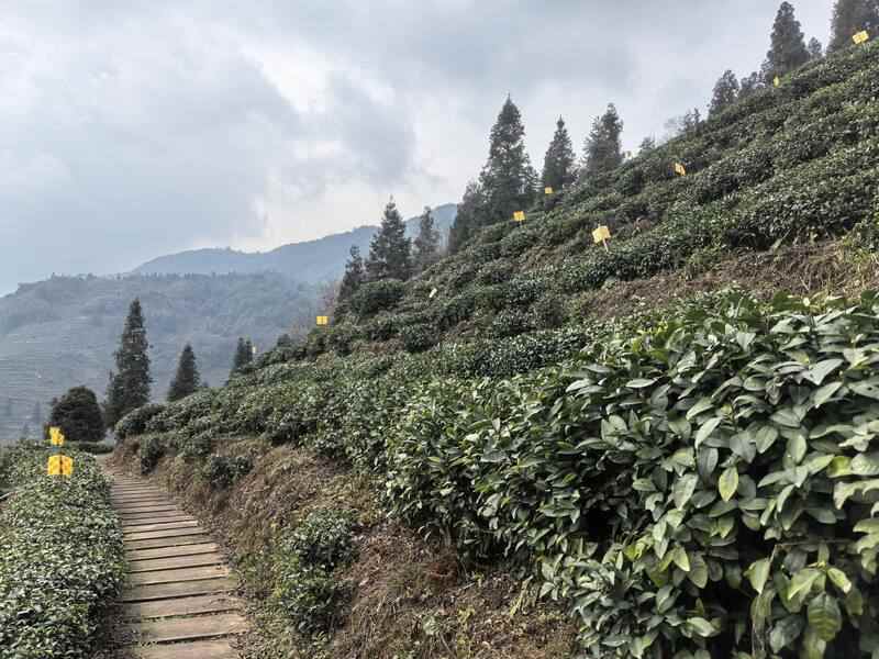 非遗技艺：指尖上的“黄芽密码”