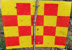 农业农村部发布2025年春茶生产技术指导意见