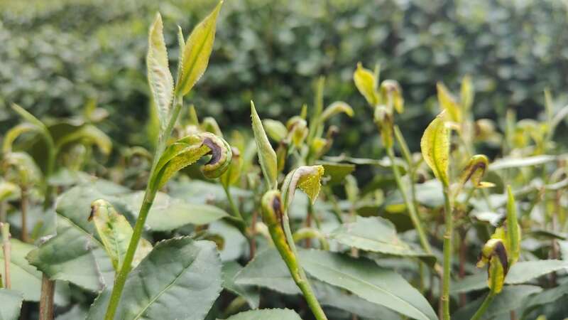 茶园出现这种虫，稍不注意，就会影响春茶生产