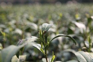 春茶生产技术指导意见发布 教你科学管理茶园增产增收