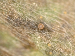 茶园出现这种虫，稍不注意，就会影响春茶生产