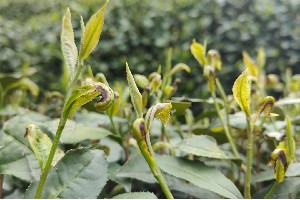 西湖龙井茶园神泽叶螨危害严重，茶农如何科学防治保产量