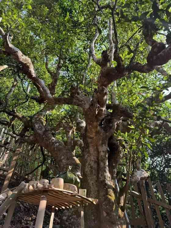 南糯山古茶树开采仪式举行 茶文化传承与保护并重 全球古茶第一村南糯山800多年茶王开采仪式:探寻千年古茶魅力,共赴春日茶韵之约