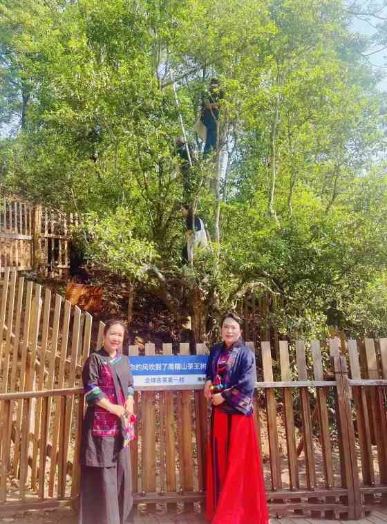 南糯山古茶树开采仪式举行 茶文化传承与保护并重 全球古茶第一村南糯山800多年茶王开采仪式:探寻千年古茶魅力,共赴春日茶韵之约