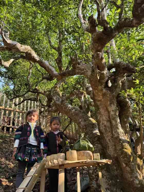 南糯山古茶树开采仪式举行 茶文化传承与保护并重 全球古茶第一村南糯山800多年茶王开采仪式:探寻千年古茶魅力,共赴春日茶韵之约