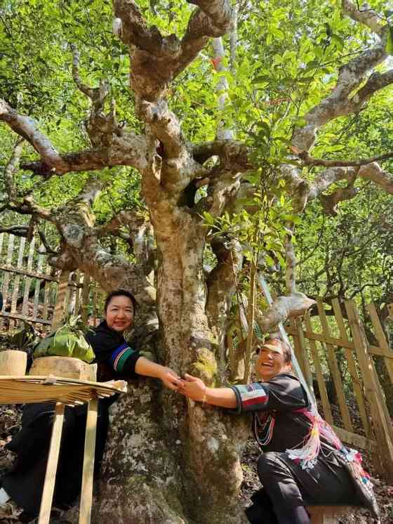 南糯山古茶树开采仪式举行 茶文化传承与保护并重 全球古茶第一村南糯山800多年茶王开采仪式:探寻千年古茶魅力,共赴春日茶韵之约