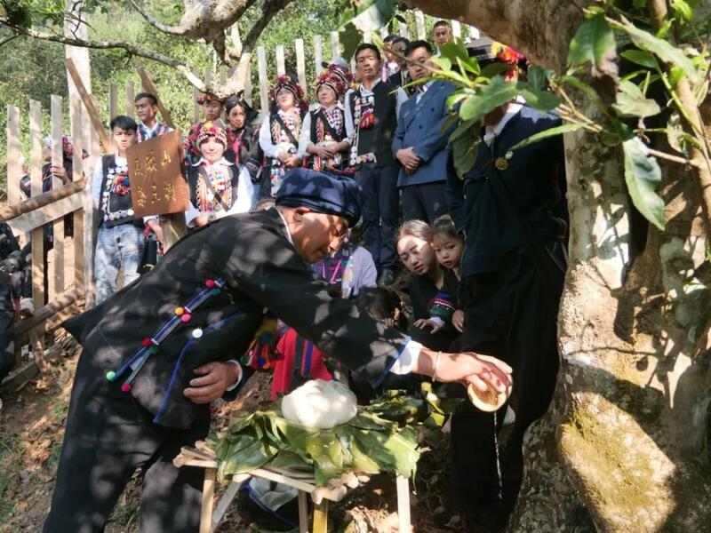 南糯山古茶树开采仪式举行 茶文化传承与保护并重 全球古茶第一村南糯山800多年茶王开采仪式:探寻千年古茶魅力,共赴春日茶韵之约