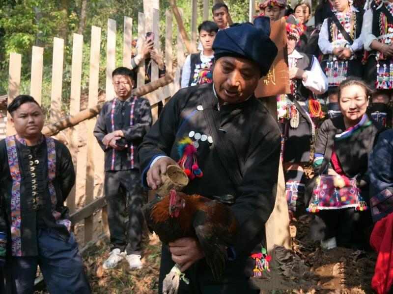 南糯山古茶树开采仪式举行 茶文化传承与保护并重 全球古茶第一村南糯山800多年茶王开采仪式:探寻千年古茶魅力,共赴春日茶韵之约