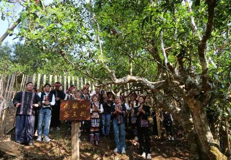 南糯山古茶树开采仪式举行 茶文化传承与保护并重 全球古茶第一村南糯山800多年茶王开采仪式:探寻千年古茶魅力,共赴春日茶韵之约