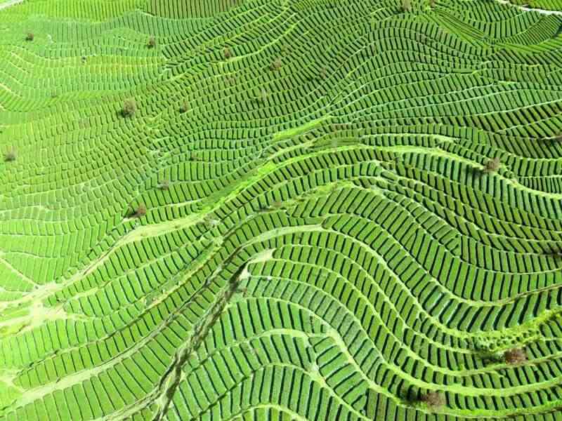 全国独一份！恩施市成为“蒸青茶传承保护核心区”！