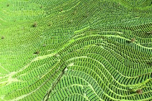 恩施玉露蒸青茶传承保护获专家认可,产业产值突破92亿 恩施玉露蒸青茶传承保护获专家认可,产业产值突破92亿