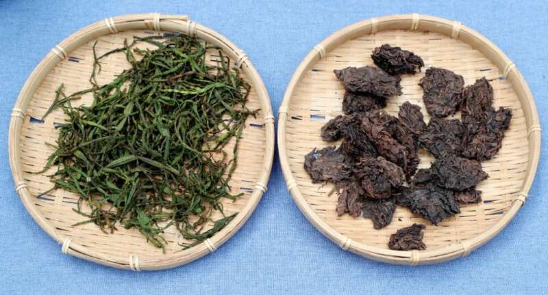 景迈山春日寻宝：“螃蟹脚”来啦