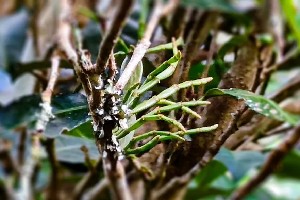 景迈山古茶林寻宝记:探寻珍贵 景迈山古茶林寻宝记:探寻珍贵