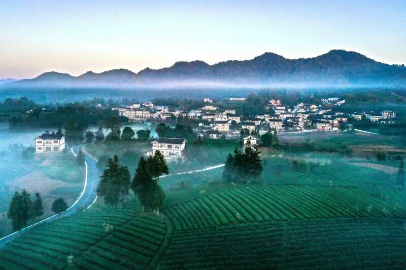 贵州湄潭万亩茶园:云雾缭绕的茶海仙境与文化传承 湄潭:贵州高原上的茶叶奇迹