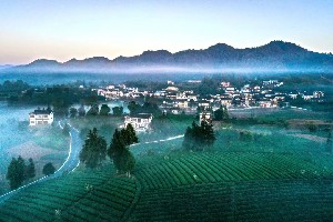 贵州湄潭万亩茶园:云雾缭绕的茶海仙境与文化传承 贵州湄潭万亩茶园:云雾缭绕的茶海仙境与文化传承