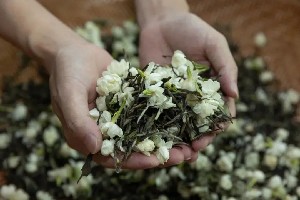 茉莉花茶低温长窨工艺突破传统制作瓶颈,提升品质新标准 茉莉花茶低温长窨工艺突破传统制作瓶颈,提升品质新标准