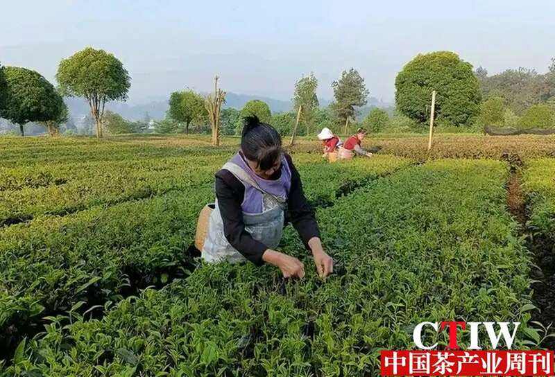 云南华坪：“茶钥匙”开启致富“宝箱”