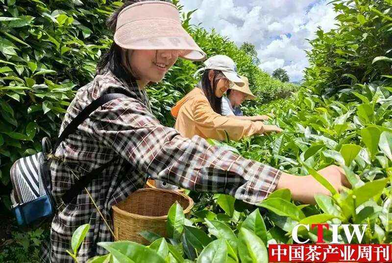 云南华坪：“茶钥匙”开启致富“宝箱”