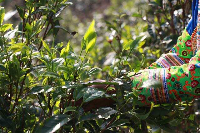 茶叶积压源头：大量直播间涌进茶山，消耗过剩产能！