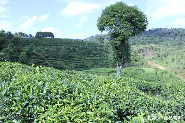优质普洱茶三大评判标准:口感协调层次丰富香高气扬 优质普洱茶三大评判标准:口感协调层次丰富香高气扬