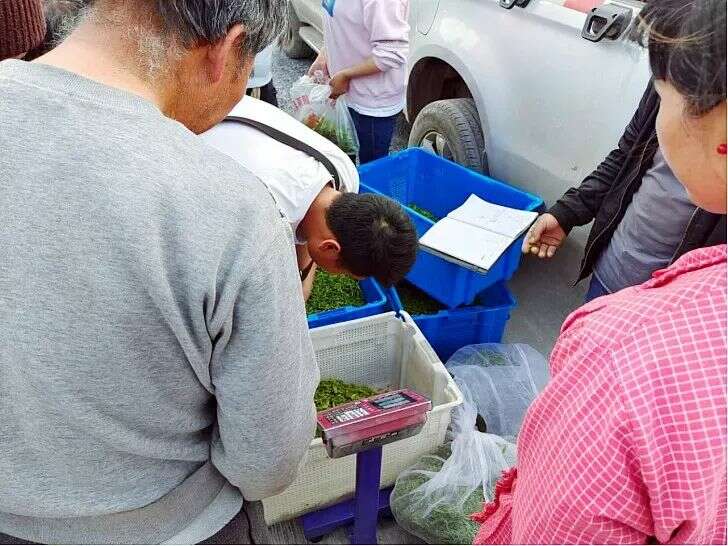 贵州晴隆新庄村：万亩茶飘香