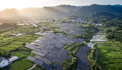 板下种茶，板上发电，“茶光互补”助推大别山腹地乡村振兴