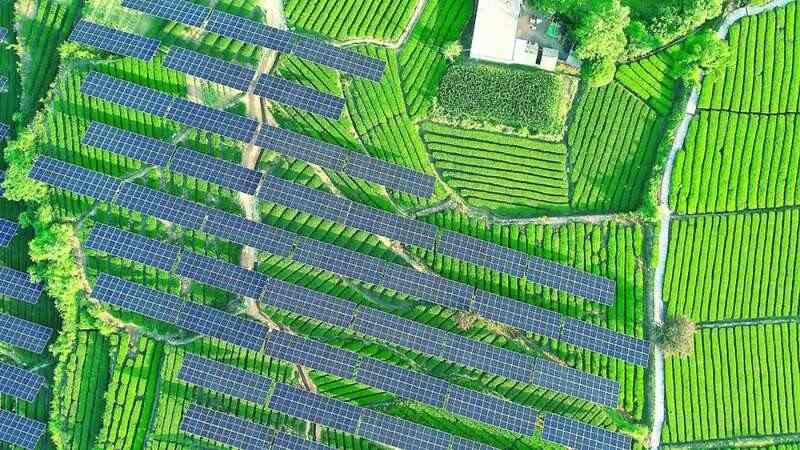 板下种茶，板上发电，“茶光互补”助推大别山腹地乡村振兴