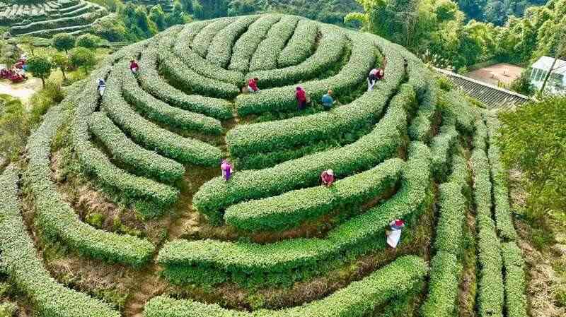 春茶采摘正当时 万亩生态茶园迎来黄金收获季 茶山染新绿,春茶采收忙!名山茶园开启“黄金采摘季”~