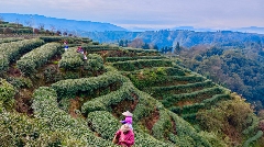 春茶采摘正当时 万亩生态茶园迎来黄金收获季 茶山染新绿,春茶采收忙!名山茶园开启“黄金采摘季”~