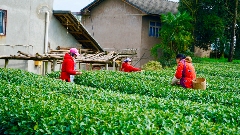 春茶采摘正当时 万亩生态茶园迎来黄金收获季 茶山染新绿,春茶采收忙!名山茶园开启“黄金采摘季”~