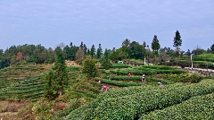 春茶采摘正当时 万亩生态茶园迎来黄金收获季 茶山染新绿,春茶采收忙!名山茶园开启“黄金采摘季”~