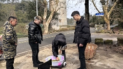 春茶采摘正当时 万亩生态茶园迎来黄金收获季 茶山染新绿,春茶采收忙!名山茶园开启“黄金采摘季”~