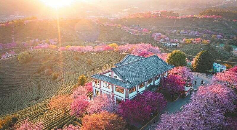 漳平台湾农民创业园:两岸农业融合发展典范 龙岩漳平:从“茶叶”到“茶业”的蝶变之路