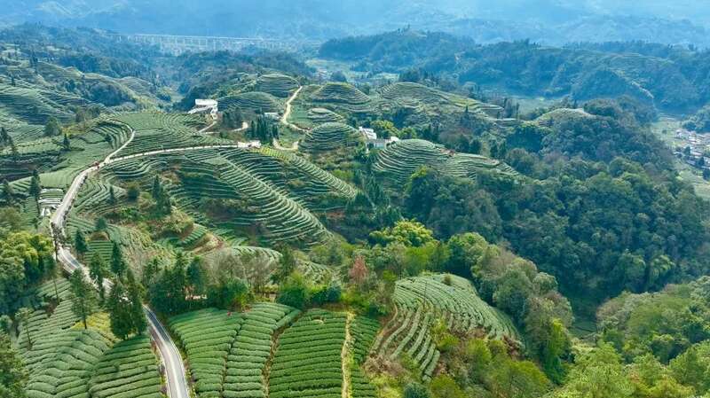 春茶采摘正当时 万亩生态茶园迎来黄金收获季 茶山染新绿,春茶采收忙!名山茶园开启“黄金采摘季”~